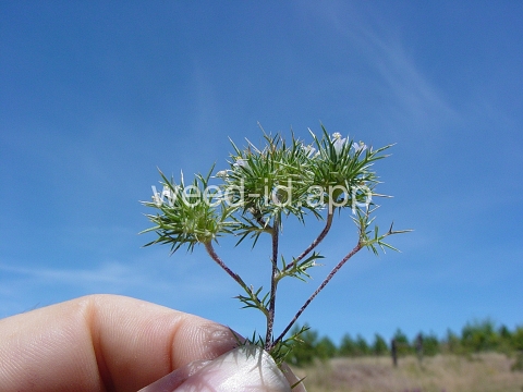 navarretia, needle-leaf
